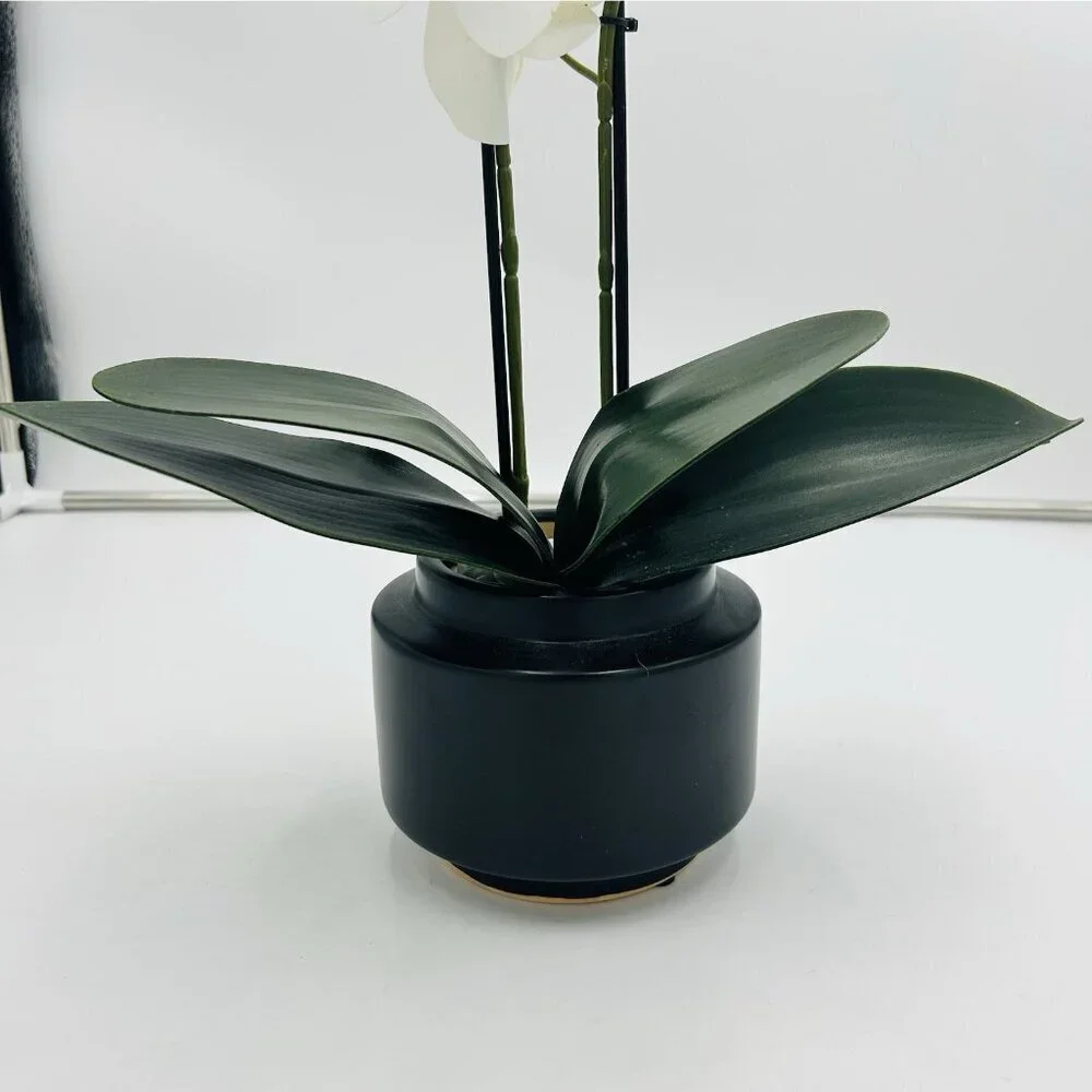 White Phalaenopsis 19